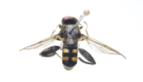 Réf. 307 616 : Chalcosyrphus nemorum
